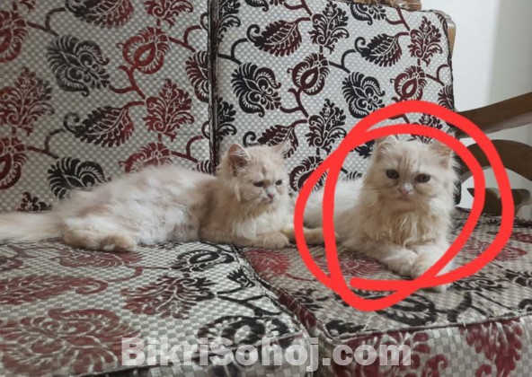 Pure Persian Sami punchface cat